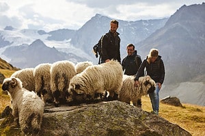Hiking at Zermatt Stafelalp meeting blacknose sheeps
